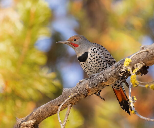 Northern Flicker-NPN - ACS edit