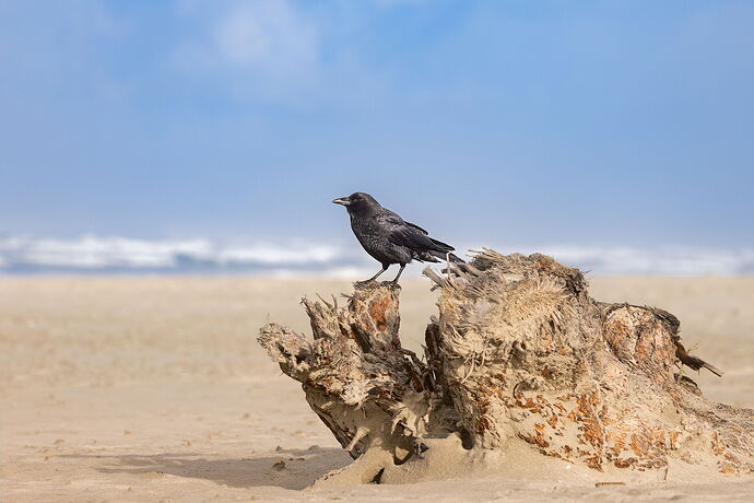 American Crow-NPN.jpg