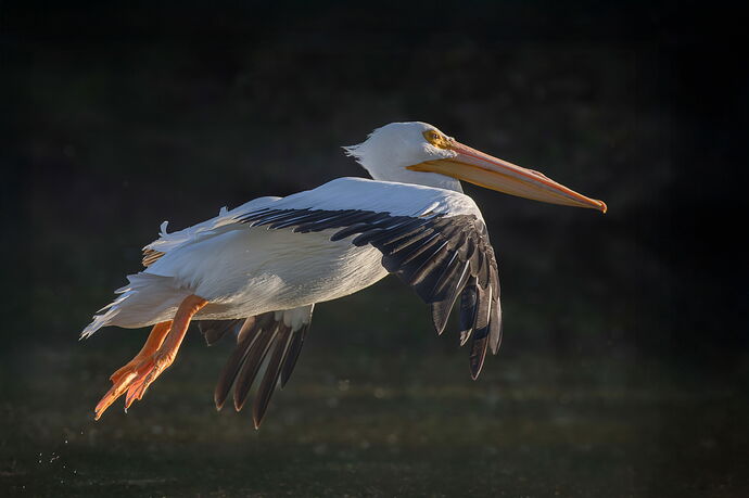 Pelican flight c2r-2