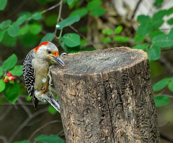 Red-bellied Woodpecker