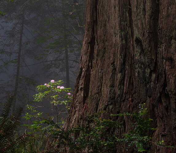 Redwoods Rhododendron