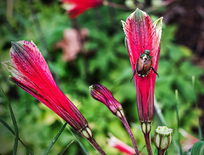 Japanese Beetle Edit