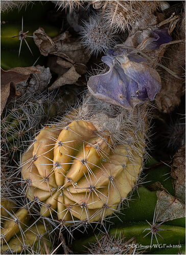 Cactuscape-2026-03-14-11-31-20-(A,R8,S1)A7r3-26.jpg