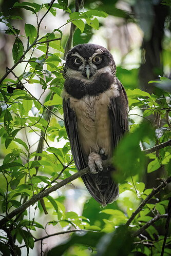 spectacled Owl copy 2.jpg