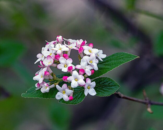 Viburnum Bloom