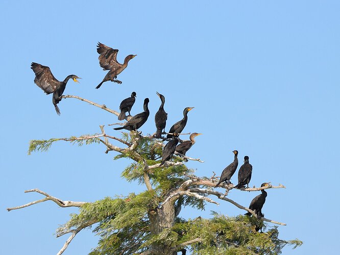 Cormorants in cypress tree