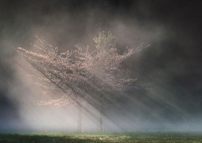 Fog-Sun-Rays-Wax-Orchard-(1-of-1)
