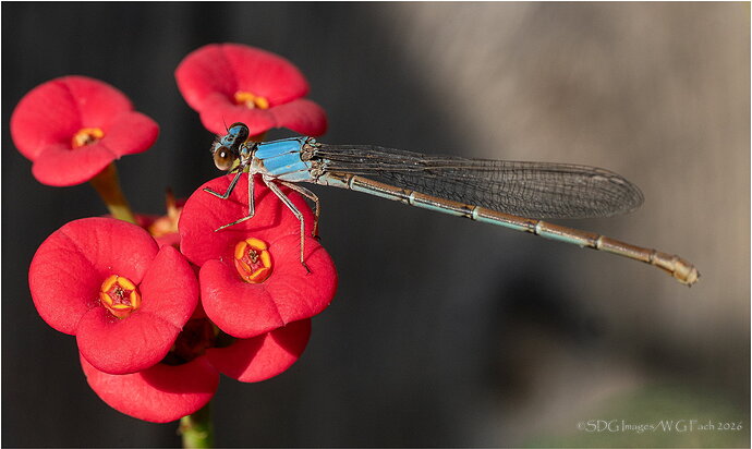 Treading-Lightly-69706-A7r3-26.jpg