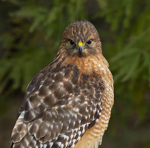 Red-shouldered Hawk 8.jpg