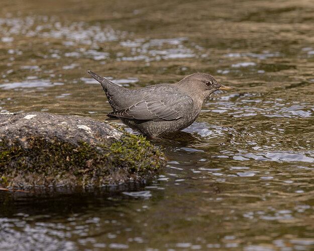 Original - American Dipper1-NPN.jpg