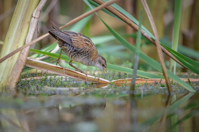 20200823-140515DSC_6989-bewerkt-bewerkt-bewerkt-2