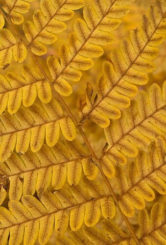_DSC3433 copy.jpg