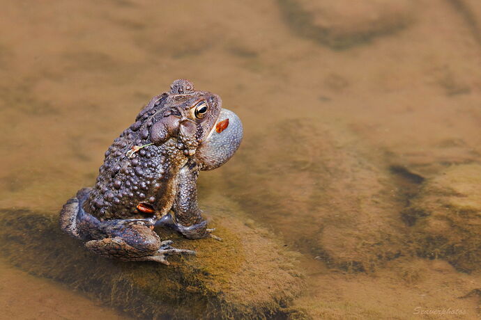 Singing Toad-2.jpg