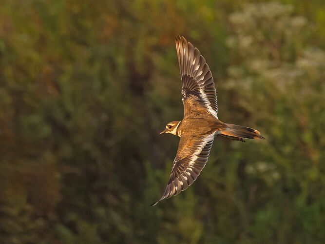 Killdeer 11
