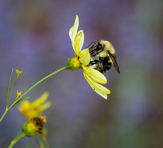 Bumble Bee working on Coreopsis