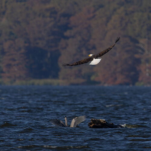 Bald Eagle-heron 1.jpg
