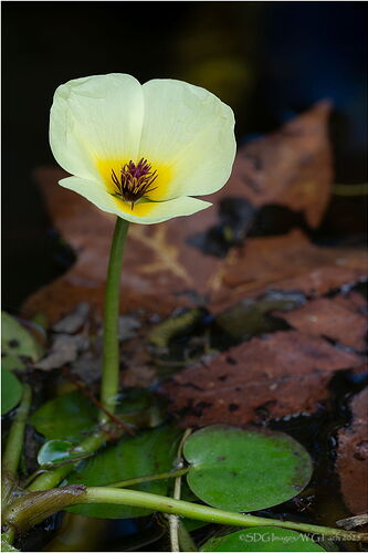 Autumn-Lotus-56882A7r3-25.jpg