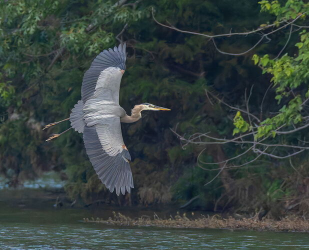 Great Blue Heron 48.jpg