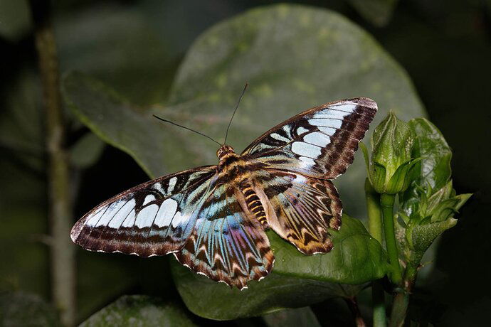 Butterfly showing off