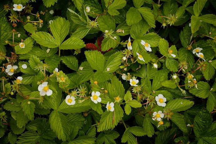 Wild Strawberry Patch