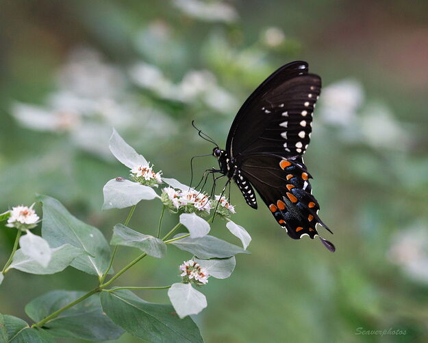 Spicebush Swallowtail.jpg