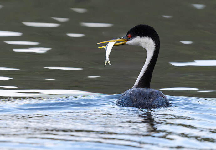 grebe with fish-DxO_DeepPRIME XD3 copy 2a.jpg