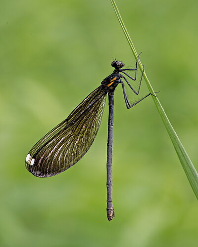 Cliff-Hanger (Ebony Jewelwing  Damselfly)
