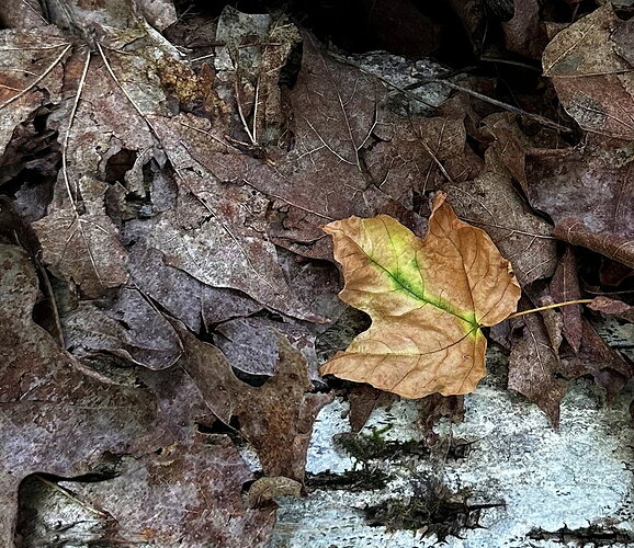Still Life on the Forest Floor