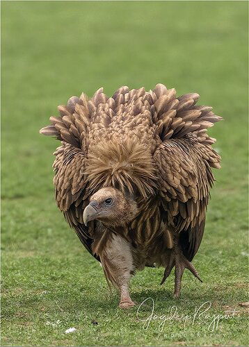 Himalayan Griffon Vulture