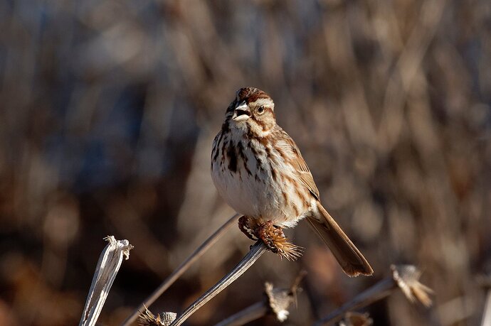 What a difference the light angle makes.  Need help on Id?