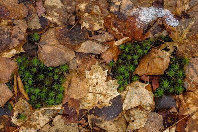 Moss among leaves