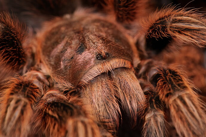 Revision 1 - tarantula full size-01327.jpg