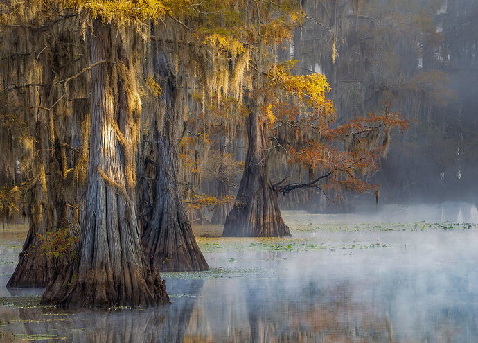 dcampbell-caddo-lake-morning-fog-tx-2025-blog