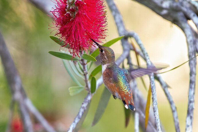 Allen's Hummingbird-2