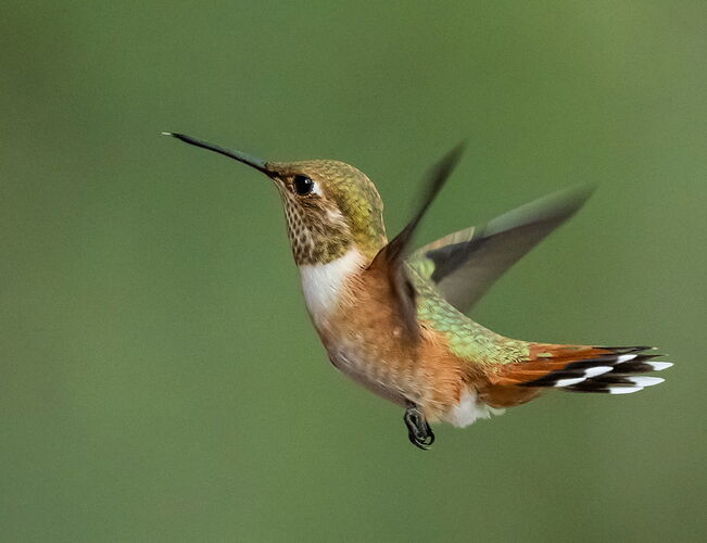 RUFOUS.jpg