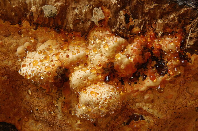 _MG_2644 honey coloured fungus s.jpg