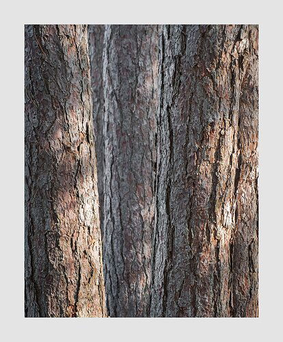 Algonquin-Red-Pine3000