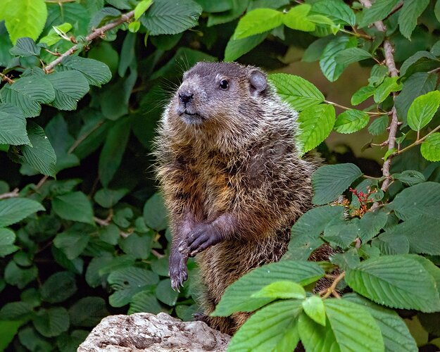 Juvenile Groundhog 2
