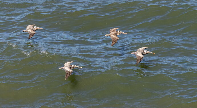 Pelican Squadron-NPN