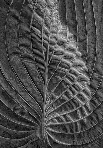 Hosta Leaf Pattern BW .jpg