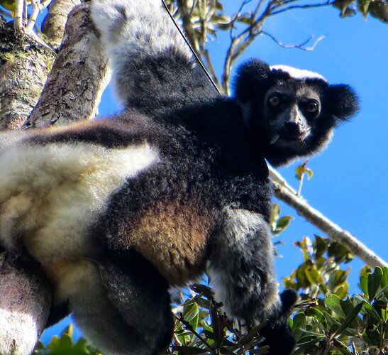 Indri_Lemur crop