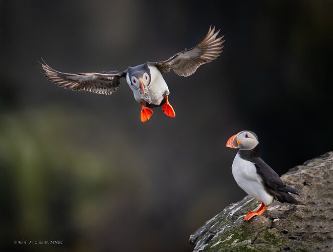Puffin Landing