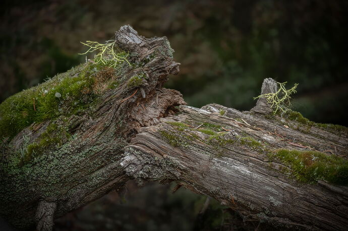 Along a Broken Log-6