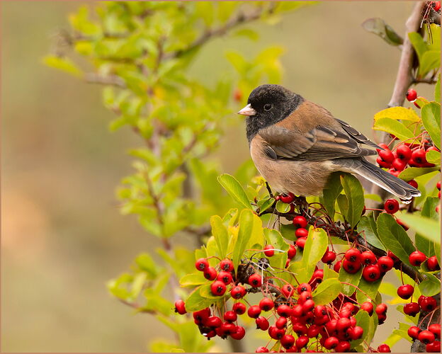 Allen-Dark-eyed Junco #2-NPN copy