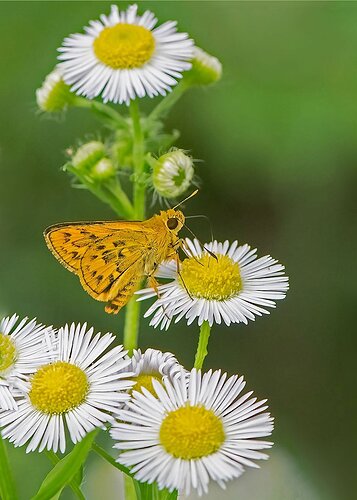 Fleabane-Feeder-Rework