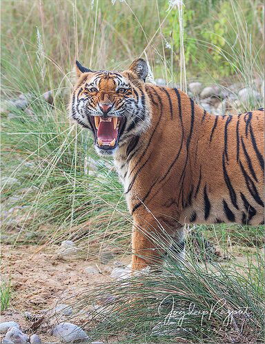 Young Tigress snarling