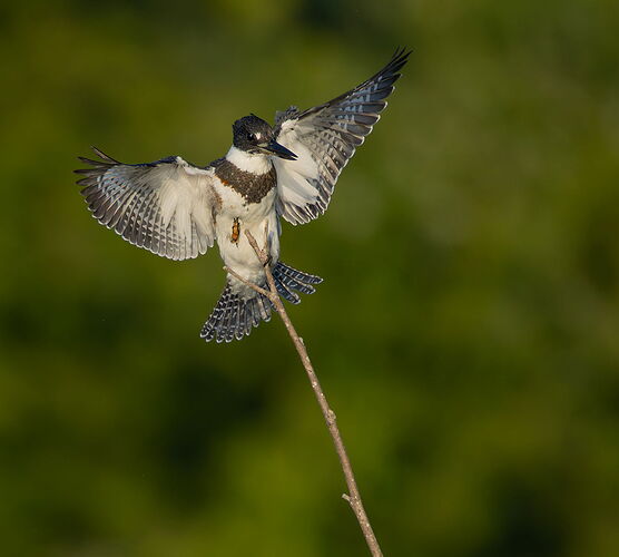 Belted Kingfisher 97