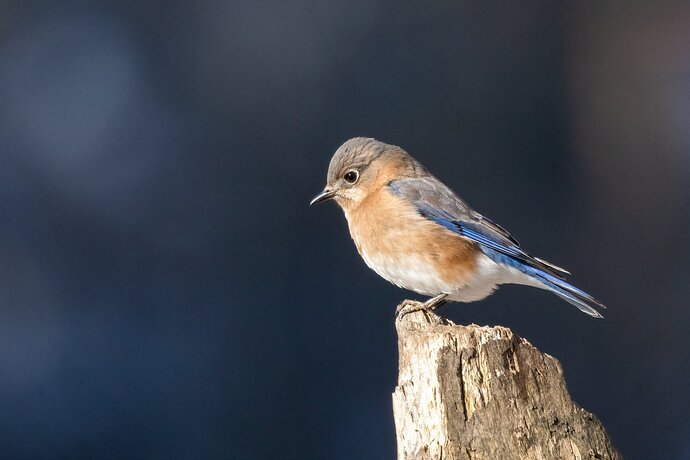 Eastern bluebird