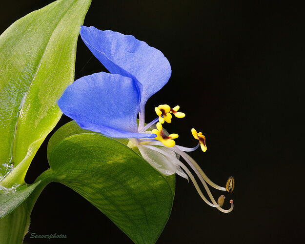 Asiatic Dayflower.jpg