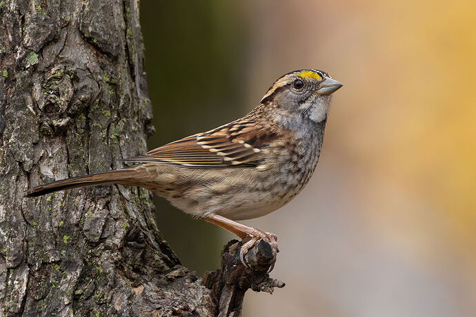 White-throated Sparrow 3.jpg